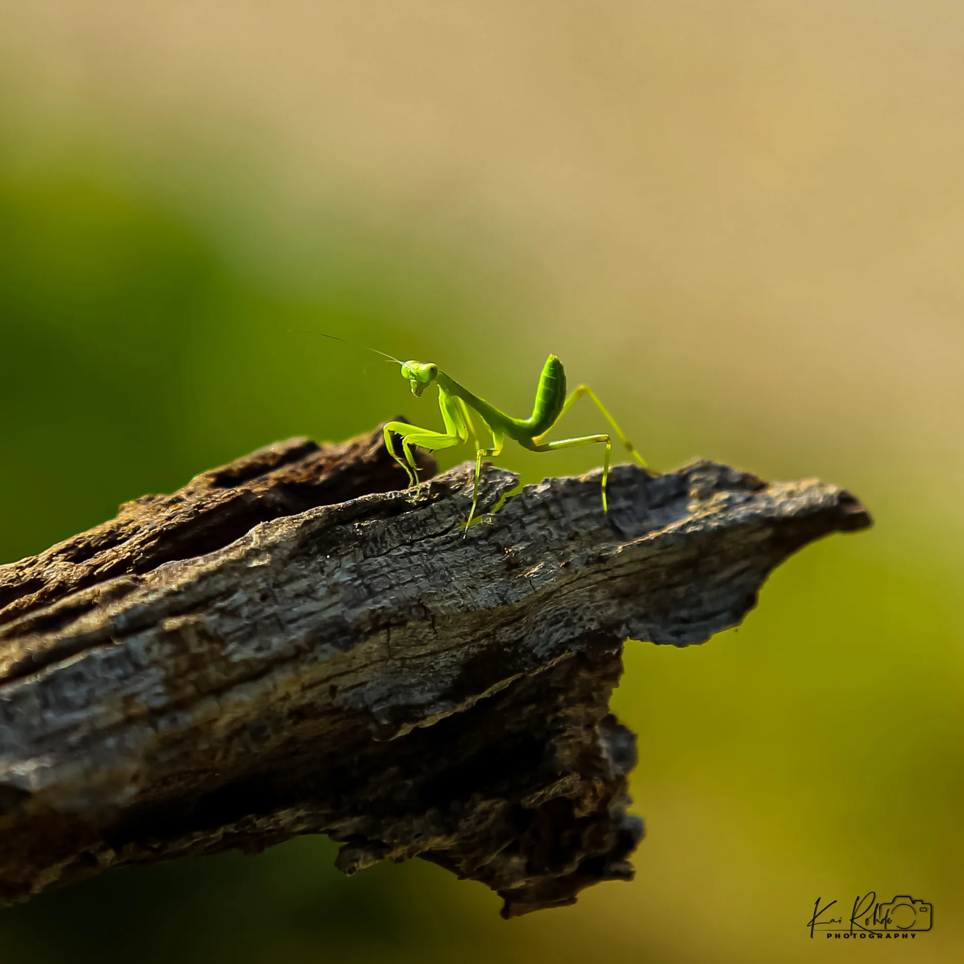 Makrofotografie