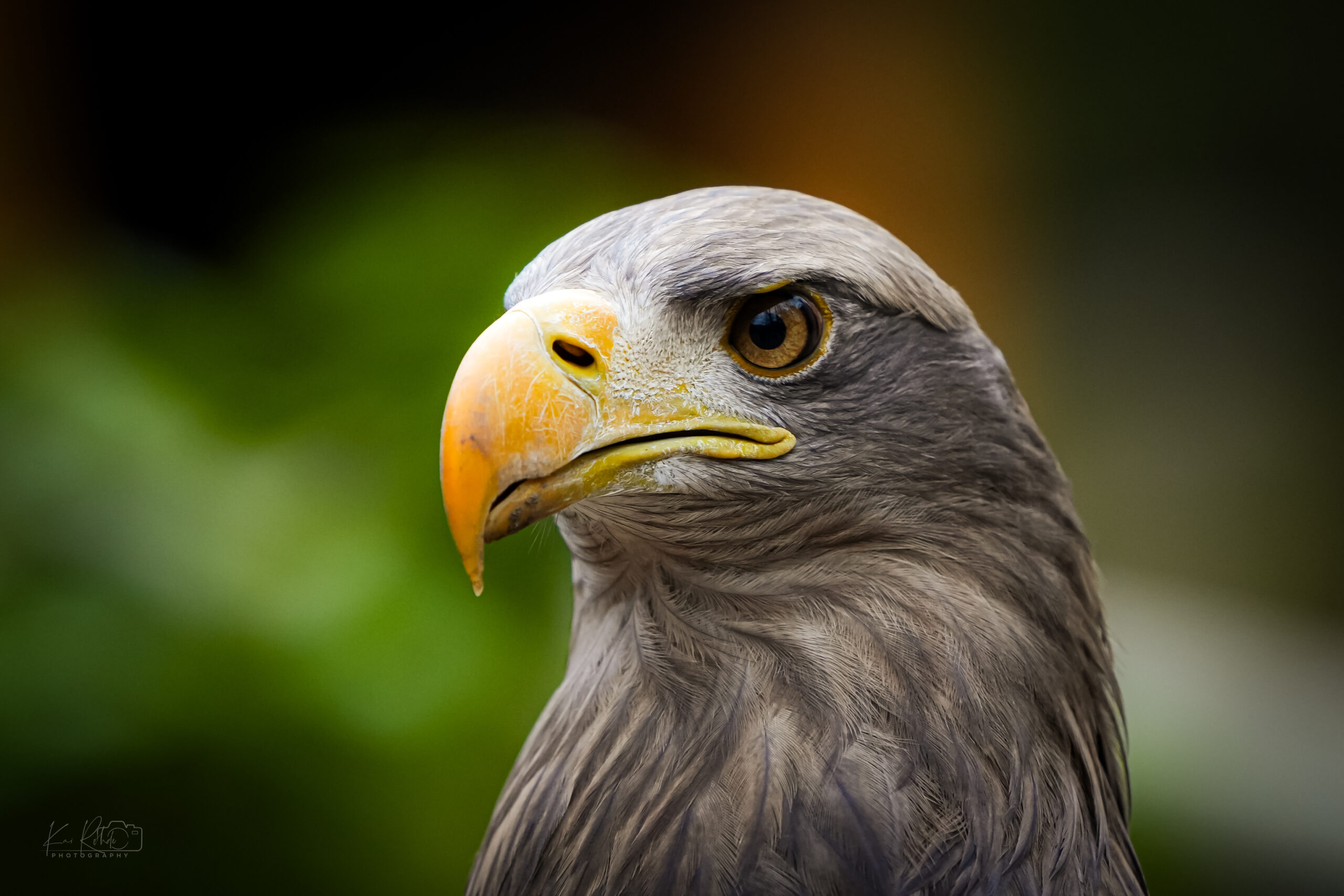 Seeadler